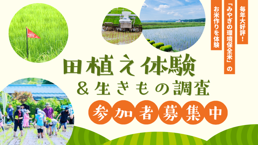 【イベント参加者募集中】毎年大好評の田植え体験＆生きもの調査を今年も開催♪