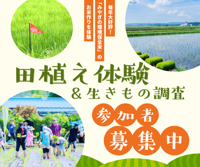 【イベント参加者募集中】毎年大好評の田植え体験＆生きもの調査を今年も開催♪